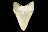 Serrated, Fossil Megalodon Tooth - Aurora, North Carolina #176571-2